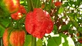 Trinidad Moruga Scorpion Hot Pepper Plants Combo pack!