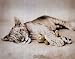 Rachel Hale Tiger cub POSTER cute funny wild animal RARE 16" x 20"