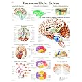 3B Scientific Lehrtafel - Das menschliche Gehirn