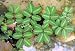 Sensitive Plant 40 Seeds -LEAVES MOVE- Tropical Sensitive Plant is an easy to grow house plant that snaps it's leaves shut when touched!