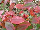 Amazon / Hirts: Aronia: Brilliantissima Red Chokeberry - Aronia - Hardy