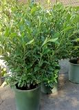 August Beauty Gardenia, Five Gallon Container by Monrovia Growers