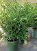 August Beauty Gardenia, Five Gallon Container by Monrovia Growers