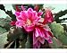 Photographic Prints of Orchid Cactus flower from Ros Drinkwater
