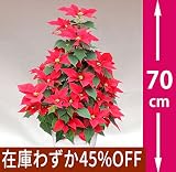 高さ70cmのタワー仕立て、ポインセチア「タワー7号・レッド」