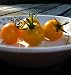 Sungella Tomato 15 Seeds - A Hybrid Sungold