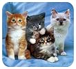 HandStands Kittens Deluxe Mouse Mat