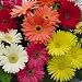 Gerbera - Mix - 100 Seeds