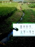 真中妙子、大学一年生