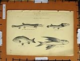 古い印刷物 C1800-1870 の Loach の飛魚座のコイの 4 目 飛魚