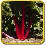 1 Oz Swiss Chard Seeds - 'Rhubarb Red' Bulk Vegetable Seeds thumbnail