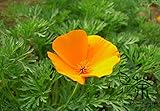 ゴールデンポピーEschscholziaカリフォルニ種子の180pcs、ファミリーケシ科カリフォルニアポピーの花の種子、カリフォルニアの太陽の光の種子