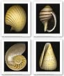 Shell Photo Set (Four Prints) by Harold Feinstein 12"x9.5" Art Print Poster