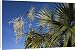Canvas Prints of DH-3970 Fan Palm flower from Ardea Wildlife Pets