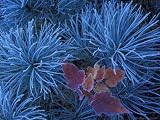 Frosty Maple Seedling in Pine Tree, Wetmore, Michigan, USA Photographic Poster Print by Claudia Adams, 16x12