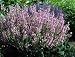 Pink Delight Salvia Meadow Sage