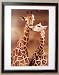 Framed Makulu First Love Giraffe Giraffes Baby Mother