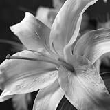 Pure Lily by Gaetano,10 in. x 10 in.