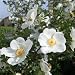 Bibernellrose 