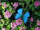 A Ulysses Butterfly, Native to Australia, Lands on Some Pink Flowers Photographic Poster Print by Roy Toft, 36x48