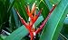 Parrots Beak Flower 10 Seeds - Heliconia - Tropical