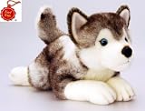 BuySurprise Present Deluxe Storm Husky 35cm Soft Plush Dog by Keel Toys - Looks Real and Feels Real Husky - A Great Gift for Husky Lovers