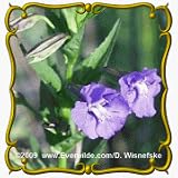 Monkey Flower (Mimulus ringens) Jumbo Wildflower Seed Packet - 2000 Seeds