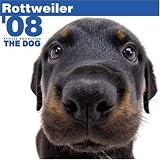 Rottweiler 2008 Square Wall Calendar