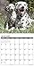 2016 Just Dalmatians Wall Calendar