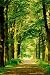 Forest Path Poster Print by Hein Van Den Heuvel, 24x36 Artists Poster Print by Hein Van Den Heuvel, 24x36