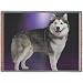 Alaskan Malamute Dog Woven Throw Blanket 50 x 60
