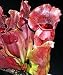 Grow Your Secret Garden Purple Pitcher Plant 10 Seeds,Carnivorous