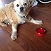 Collapsible Travel Cup - 100% Food-grade Silicone Mug for Camping and Hiking - by Not Just A Gadget