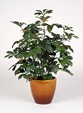 Artificial 2 Green Scheffelera in Glazed Brown Ceramic