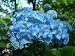 Blue Hydrangea - 18