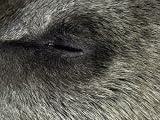 Young Endangered Syrian Brown Bear Cub Sleeps after a Vet Anaesthetic, Melbourne Zoo, Australia Photographic Poster Print by Jason Edwards, 16x12