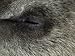 Young Endangered Syrian Brown Bear Cub Sleeps after a Vet Anaesthetic, Melbourne Zoo,...