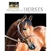 Photographing Horses: How to Capture the Perfect Equine Image