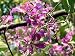 Bauhinia Purpurea - 24