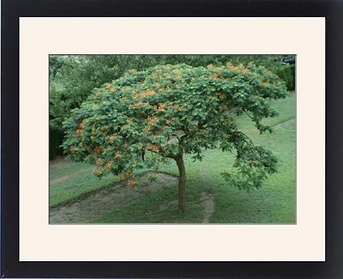 Framed Print of SG-00860-C Flamboyant Tree