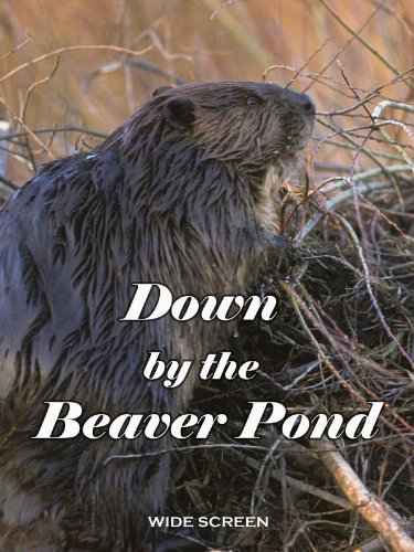 beavers in the wild