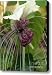Cool White Bat Flower Canvas Print / Canvas Art - Artist Sabrina Ryan