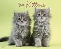 Just Kittens 2010 Calendar