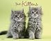 Just Kittens 2010 Calendar
