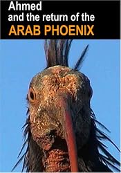 Ahmed and the Return of the Arab Phoenix