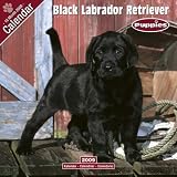 Black Labrador Puppies 2009 Wall Calendar