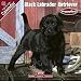   - Black Labrador Puppies 2009 Wall Calendar