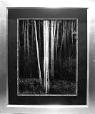 Aspens, Northern New Mexico by Ansel Adams 32-Inch-by-38-Inch Framed Print