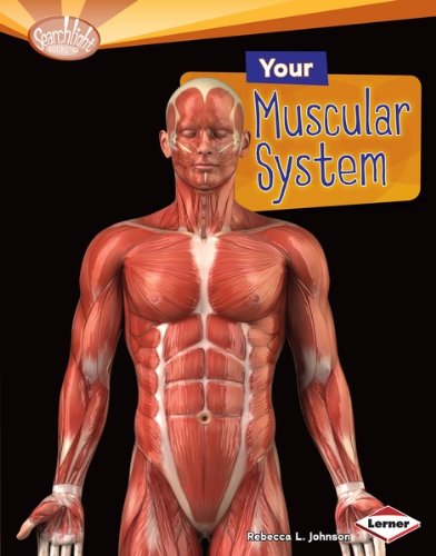 Your Muscular System (Searchlight Books TM - How Does Your Body Work?)
