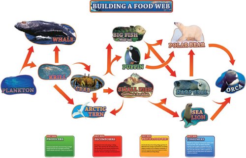 food chain and food web difference. Building a Food Web Bulletin